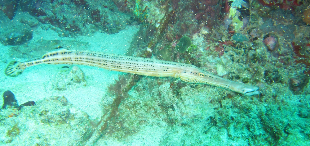 And another Trumpetfish at Fairyland. 