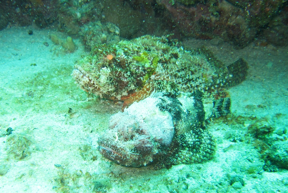 A couple of really ugly, fat Scorpionfish at Fairyland.