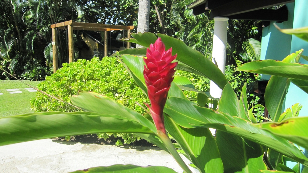 The gardens are full of tropical flowers.