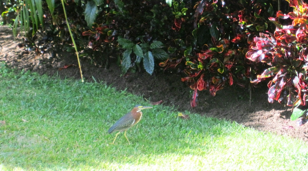 A Green-backed Heron enjoys the gardens as much as we do.