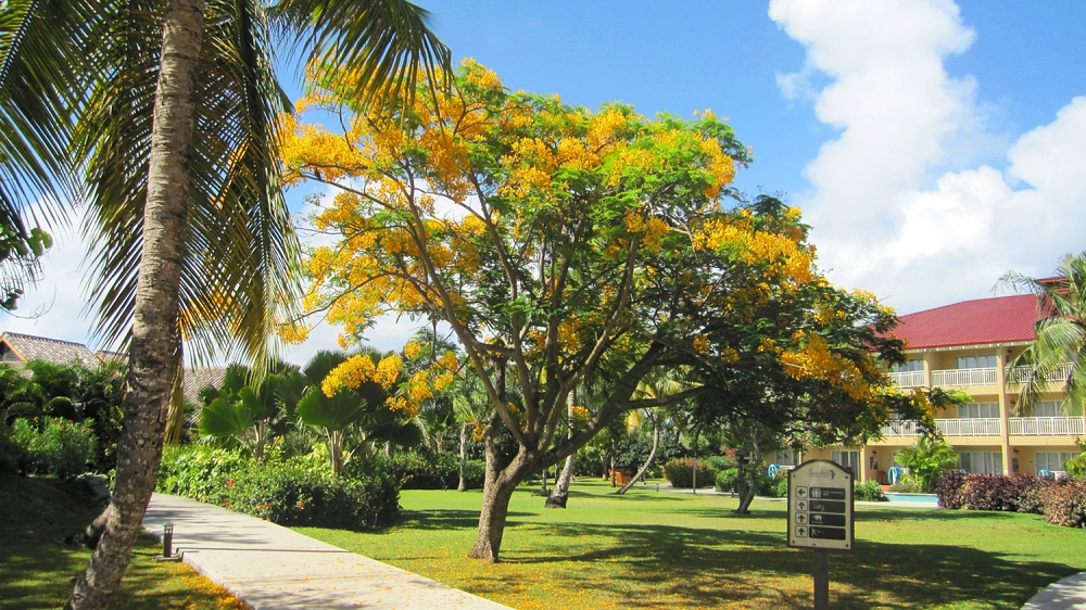 Even the trees are brightly-coloured.