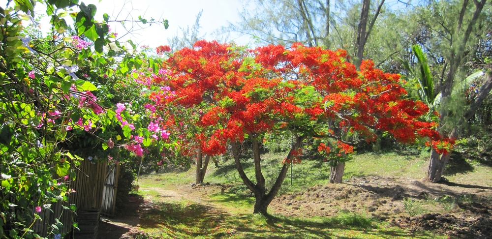 A well-named Flamboyant tree.