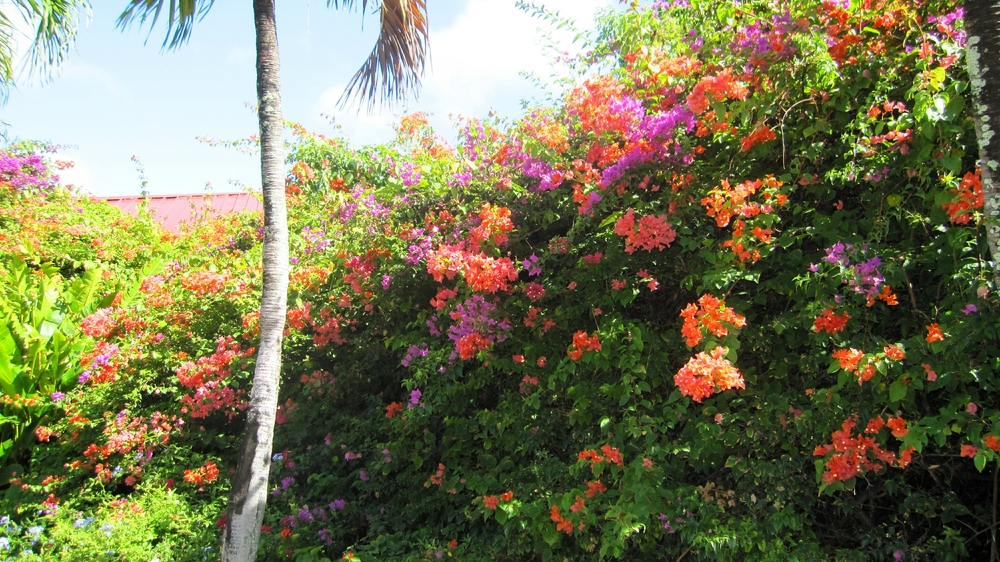At the entrance - Sandals are determined that your first sight of the hotel should be spectacular.