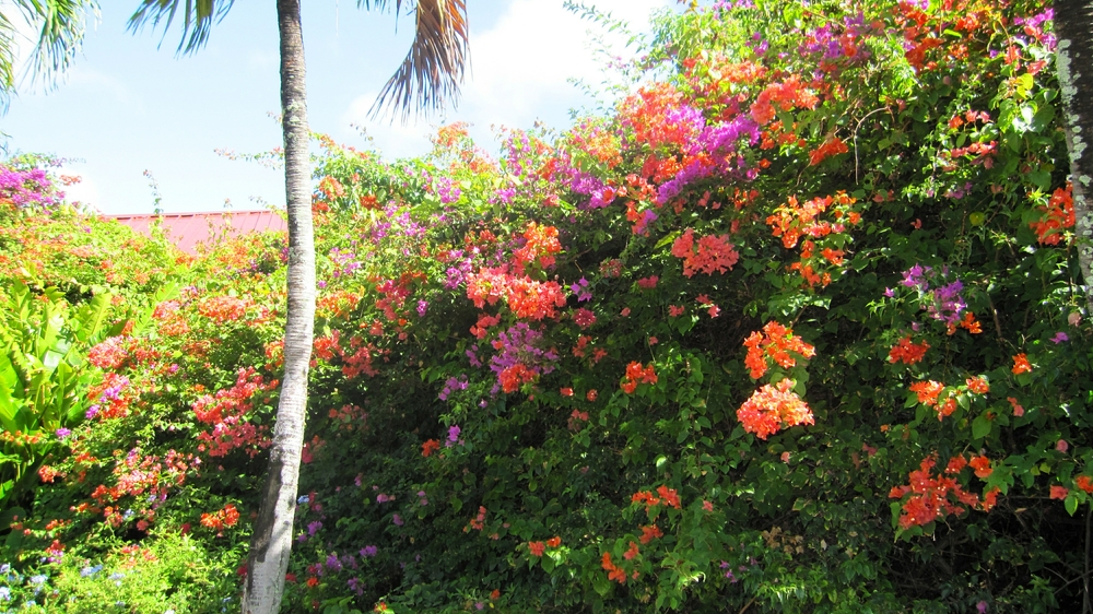 At the entrance - Sandals are determined that your first sight of the hotel should be spectacular. 