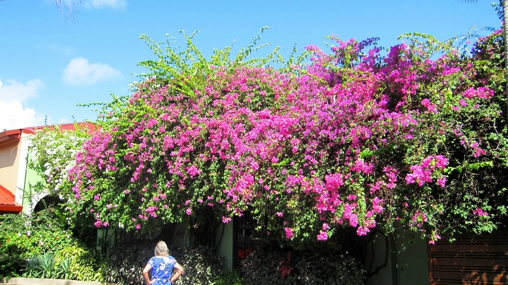 More Bougainvillea.