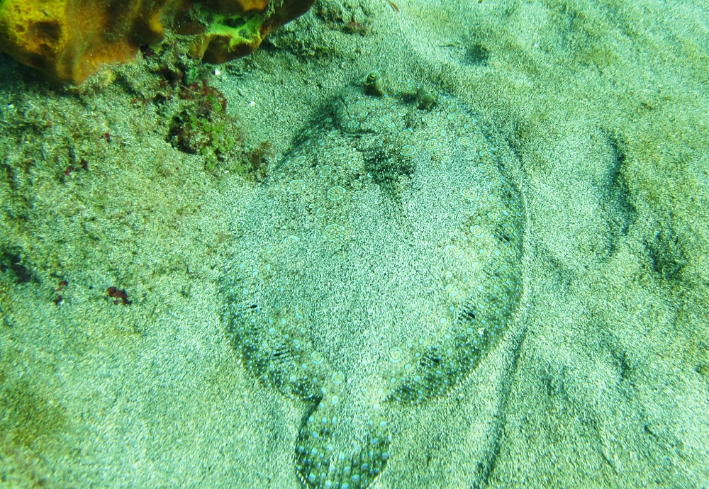 A Peacock Flounder (Bothus lunatus), with small circular blue markings tries to blend into the sand at Salt Point.