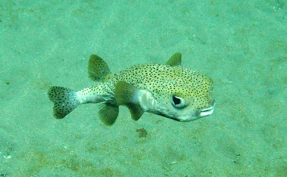 A Porcupinefish (Diodon hystrix) smiles winningly at Salt Point.