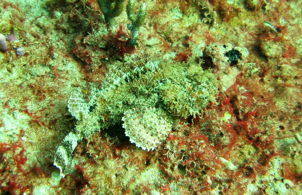 A Spotted Scorpionfish (Scorpaena plumieri) at Salt Point.