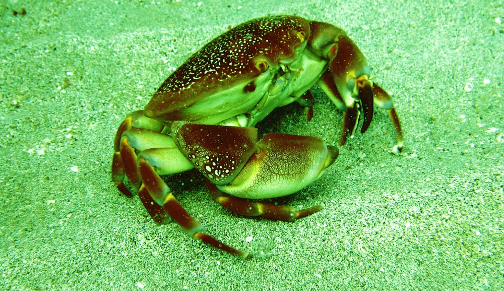 Batwing Coral Crab (Carpilius corallinus) at Salt Point.