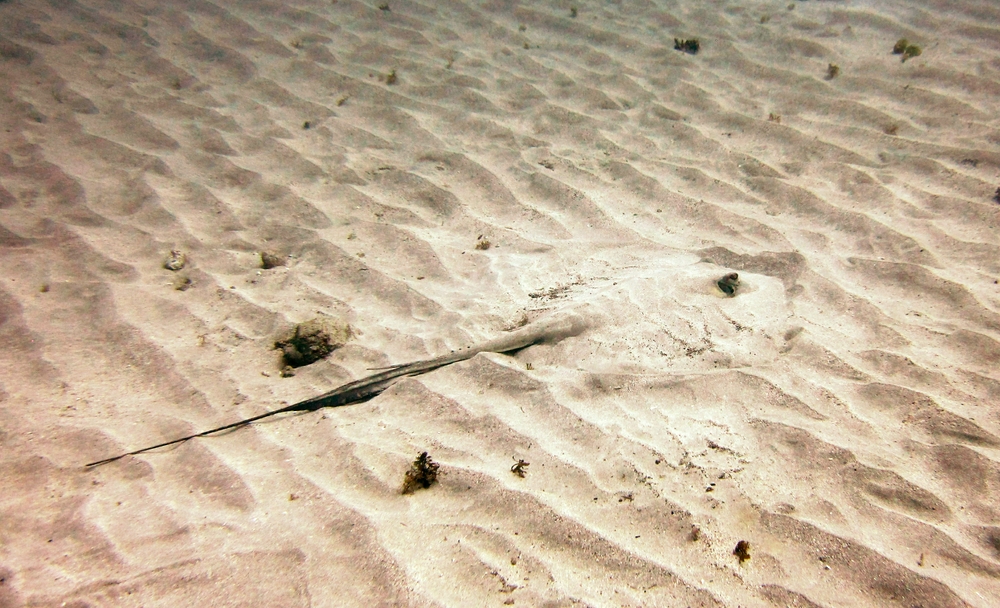 Don't tread on my tail, or you'll regret it. A Southern stingray (Dasyatis americana) hides in the sand at Salt Point.