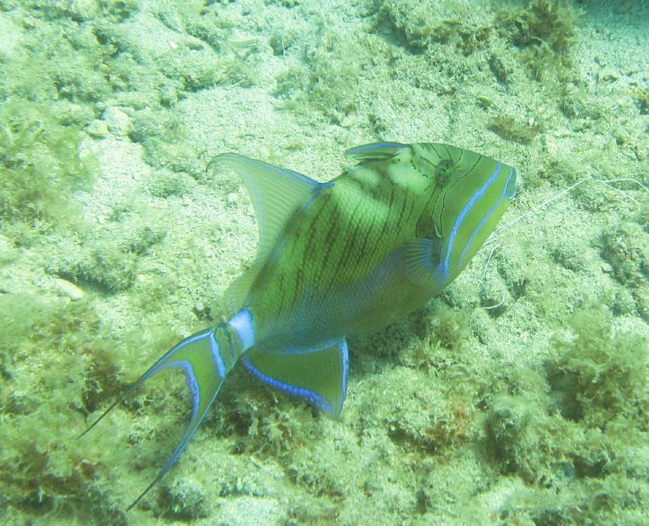 Queen Triggerfish (Balistes vetula) at Pigeon Island.