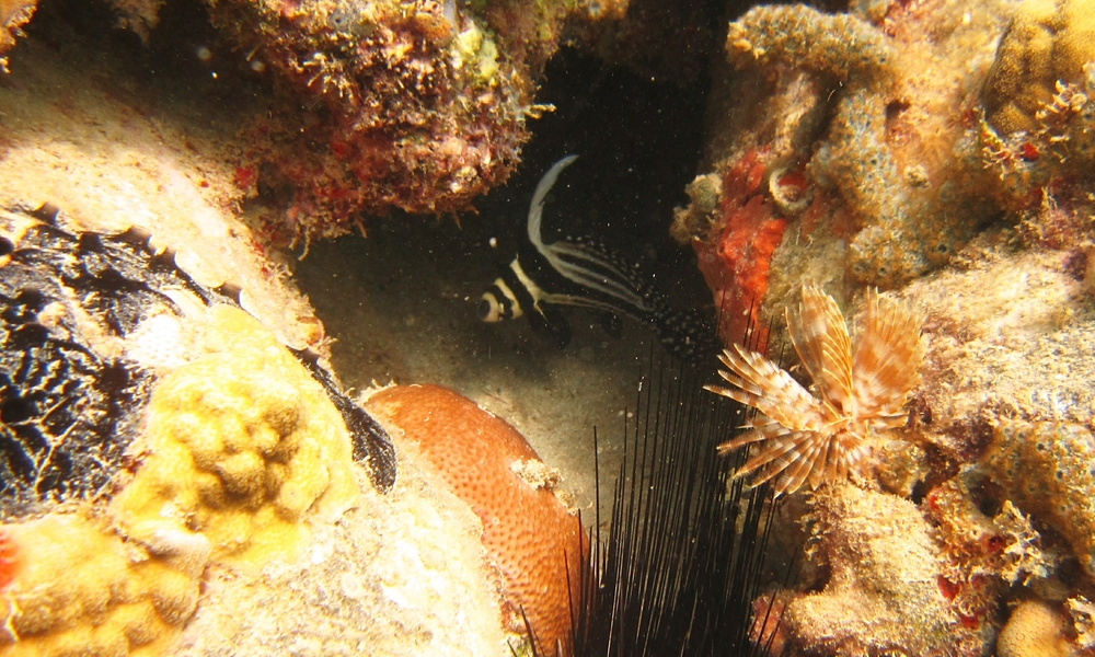 A Spotted Drum (Equetus punctatus) lurks inside a hole in the pretty reef at Pigeon Point.