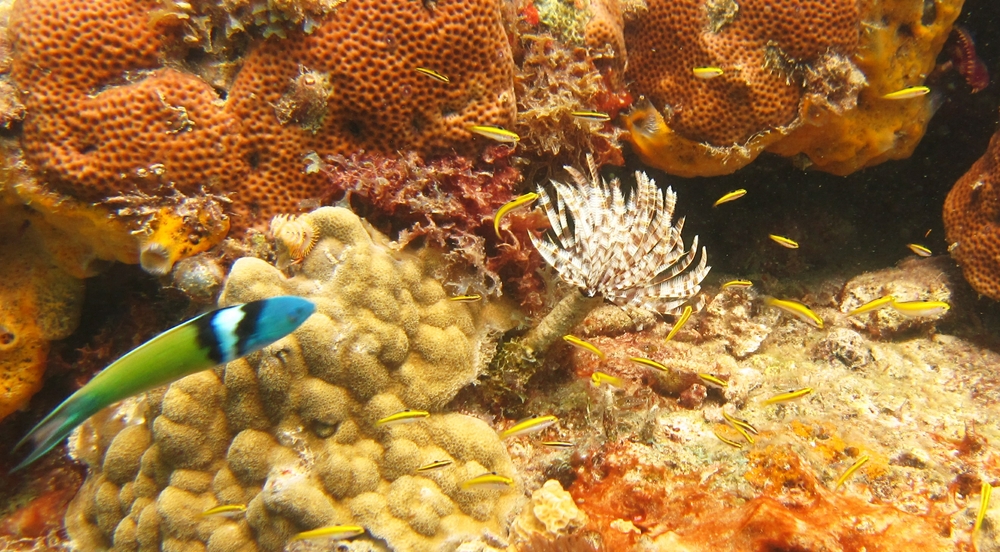 A Magnificent Feather Duster tubeworm (Sabellastarte magnifica) at Pigeon Island, as a Bluehead (Thalassoma bifasciatum) dashes into view.