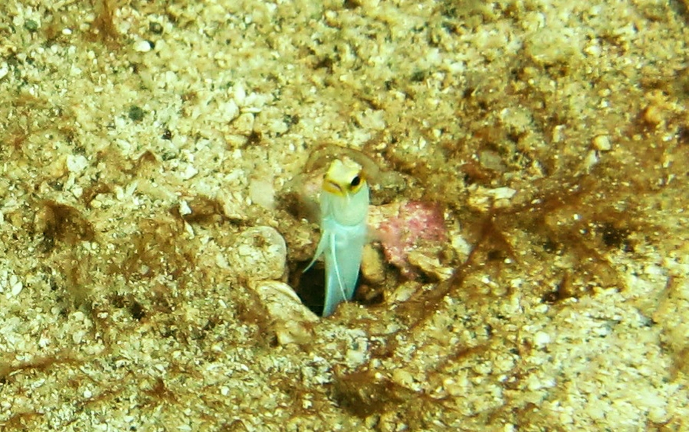 A tiny Yellowhead Jawfish (Opistognathus aurifrons) sticks his head out of his hole in the sand at Pigeon Island.