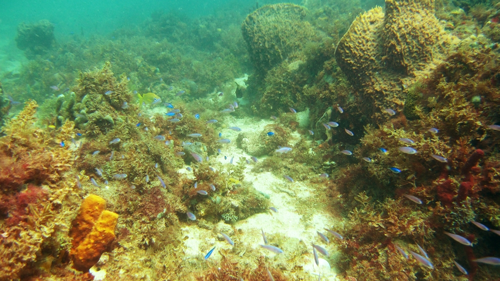 A general view of the healthy hard and soft corals at Pigeon Island.