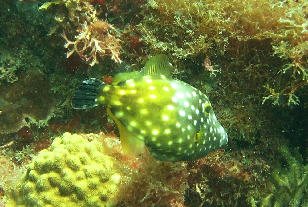 A Whitespotted Filefish (Cantherhines macrocerus) at Pigeon Island.