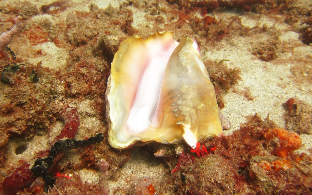 There were lots of these empty Queen Conchs (Strombus gigas) at Pigeon Island.