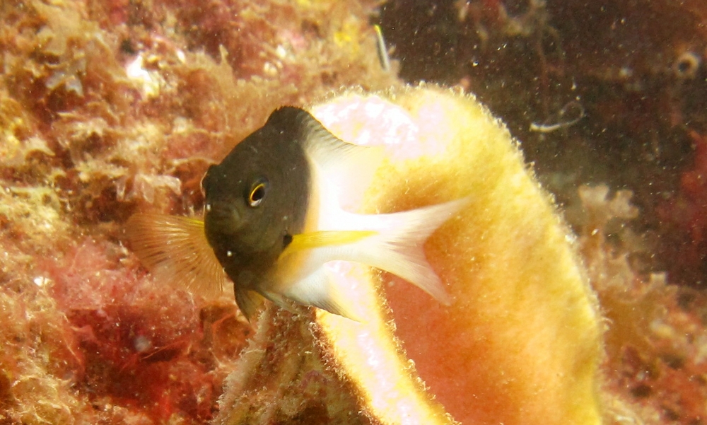 A Bicolor Damselfish (Stegastes partitus) dares me to get any nearer above an empty Queen Conch (Strombus gigas) shell at Pigeon Island. 