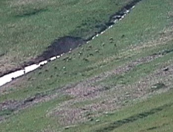 Maximum zoom (x20) on a herd of 30 or 40 chamois about 2km away beside a snowfield above Engstligenalp.