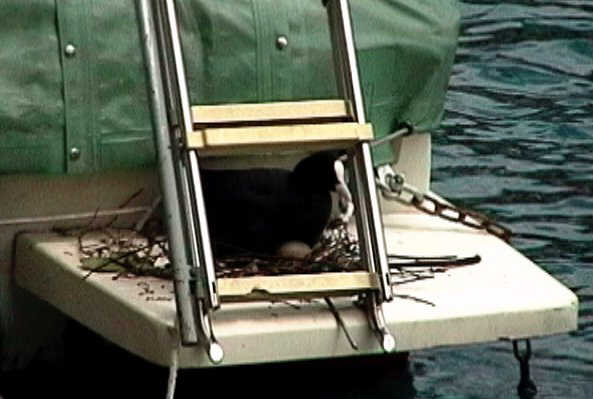 ...has a coot's nest, complete with egg!...