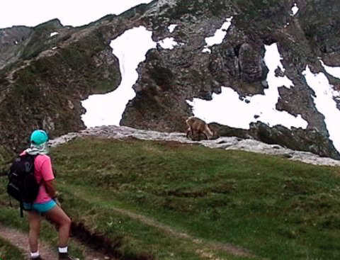 Linda watches an ibex calmly grazing on the moss-covered rocks above Beatenberg.
            <br />
            <br />
            This wasn't the only ibex we saw which ignored us.