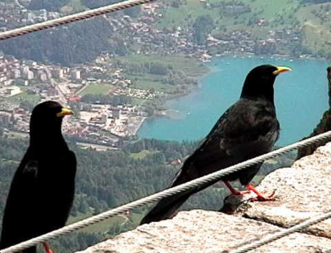 .....then the alpine choughs at the top.....