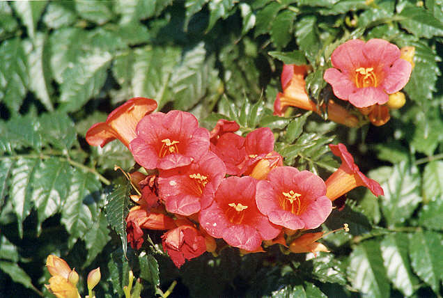 Bougainvillea in the hedgerows.... (57k)Bougainvillea in the hedgerows.... (57k)