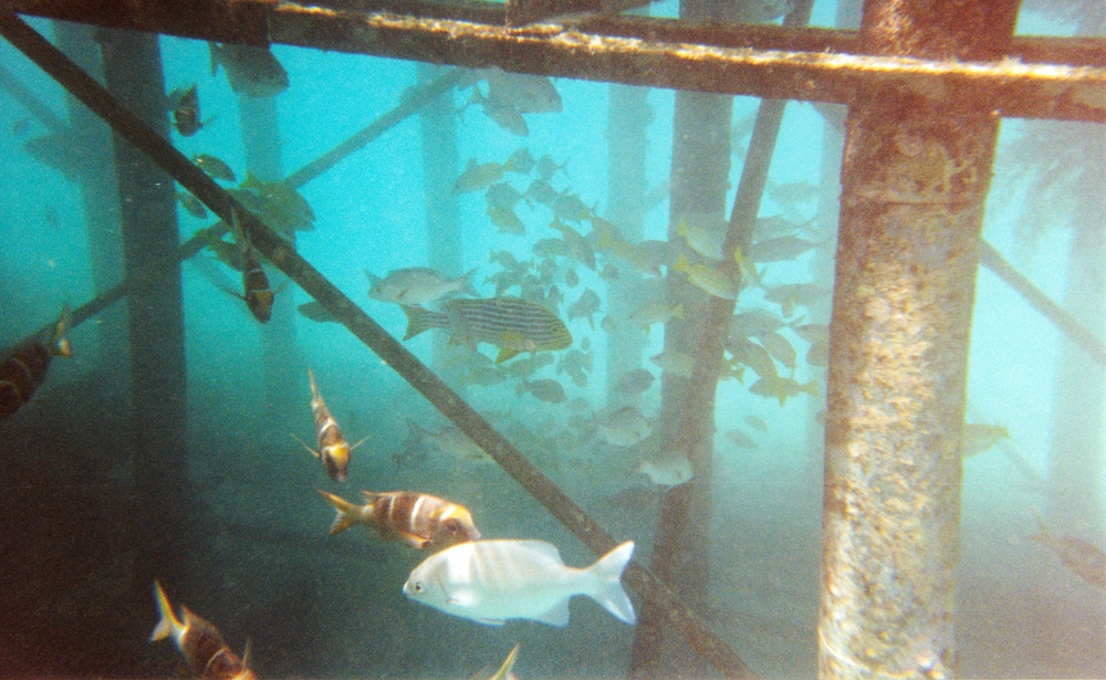 Beautiful fish under the jetty next to our practice area.