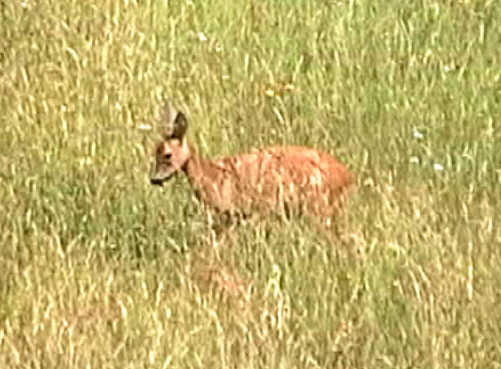 Some good video taken of a deer in the fields above Les Poudreaux.