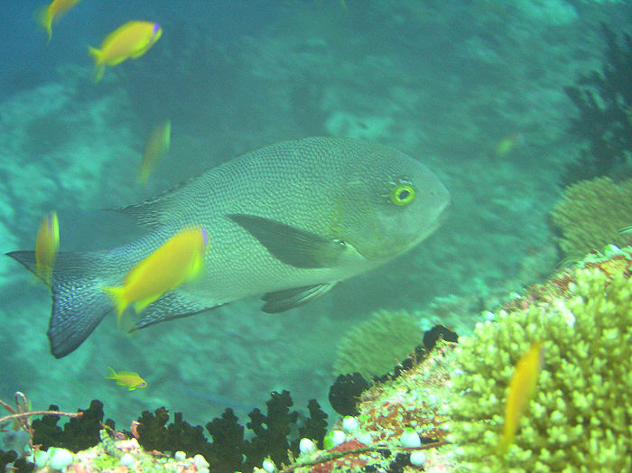 Brown-spotted or Stellate Rabbitfish.  (89k)