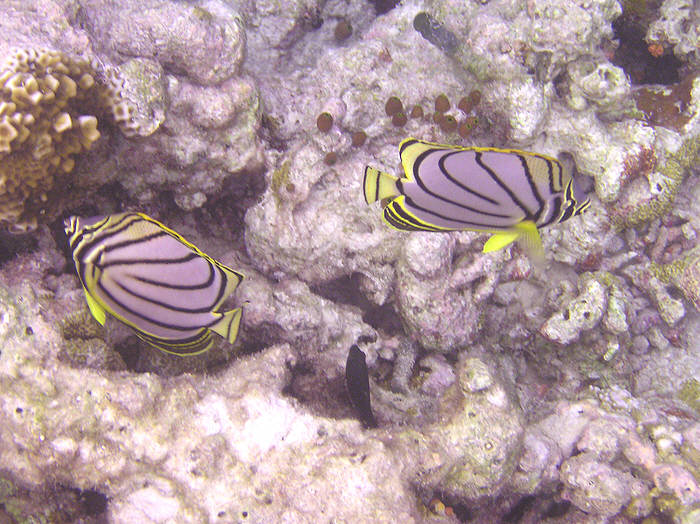 Meyer's Butterflyfish, Chaetodon meyeri, over dead bleached coral. (97k)