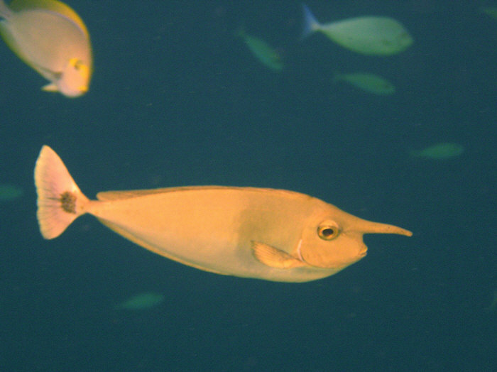 This Whitemargin unicornfish, Naso annulatus, seems to have run into a very hard rock. (68k)