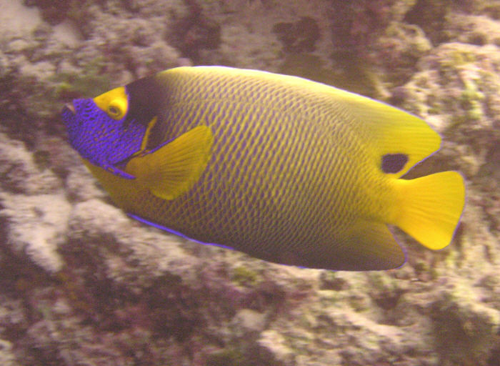 Blue-faced angelfish, Pomacanthus xanthometopon at Broken Rock. (82k)