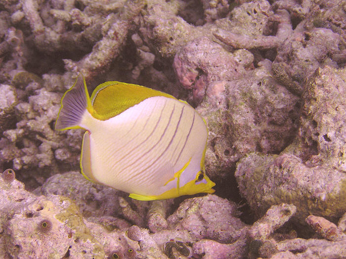 Yellowhead Butterflyfish, Chaetodon xanthocephalus. (97k)