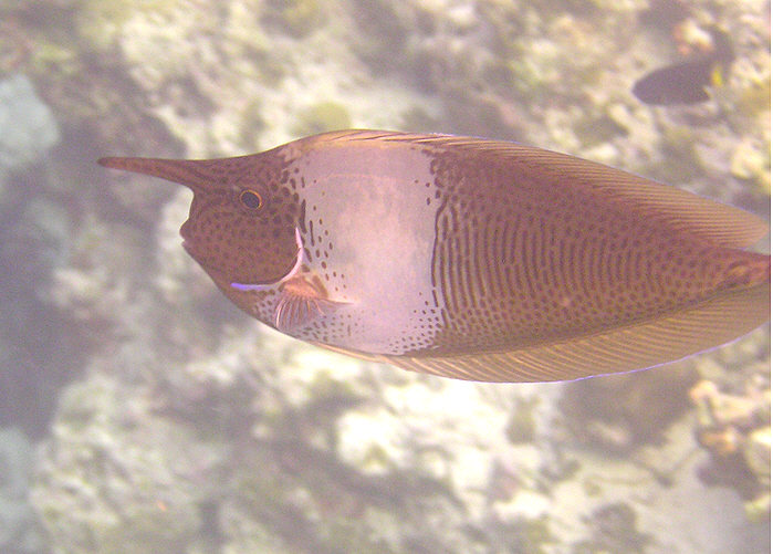 Spotted unicornfish, Naso brevirostris. (86k)