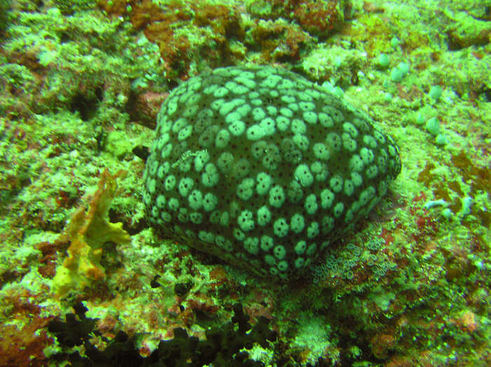 Schmedelian pincushion sea star, Culcita schmedeliana. (95k)
