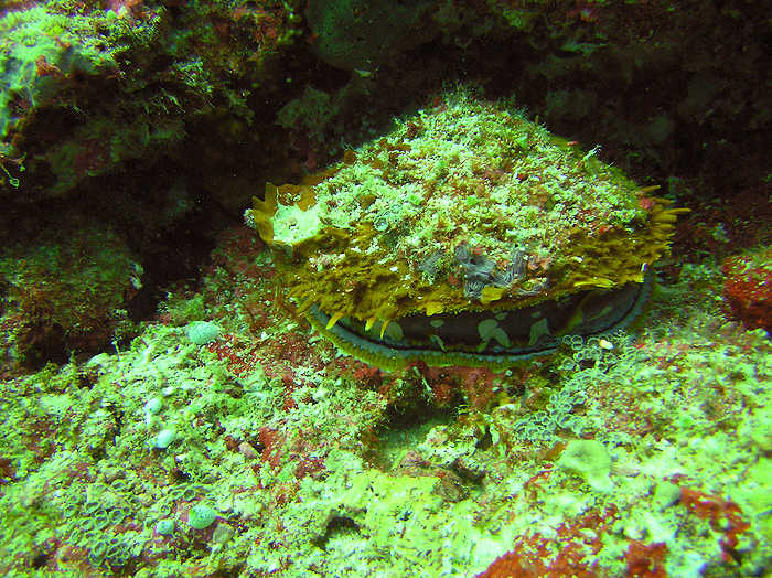 Variable thorny oyster, Spondylus varians. (105k)
