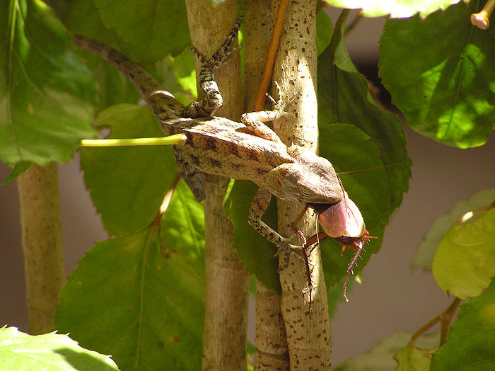 A lizard caught this huge beetle right in front of me, then climbed up the shrub to consume it at its leisure in the sunshine.  (84k)