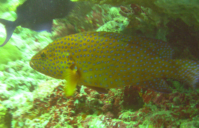 Coral Hind or Vermilion Rock Cod, Cephalopholis miniata. (100k)