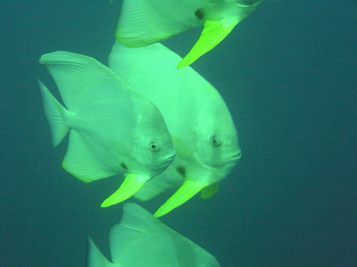 Curious Batfish, Platax orbicularis, come to check us out at Bopu Tilla. (77k)