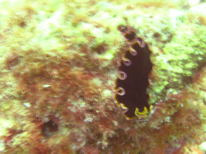 Really annoyed that this picture of a Glorious Flatworm, Pseudobiceros gloriosus, was so blurred. (100k)