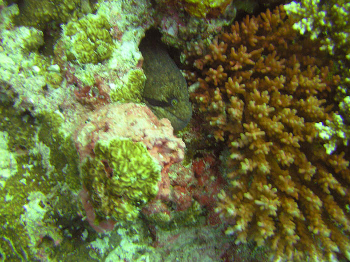 Black cheek or Masked moray, Gymnothorax breedeni, peeks out from its hiding place on Bopu Tilla. (97k)
