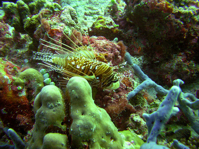 Spotfin lionfish, Pterois antennata. (112k)
