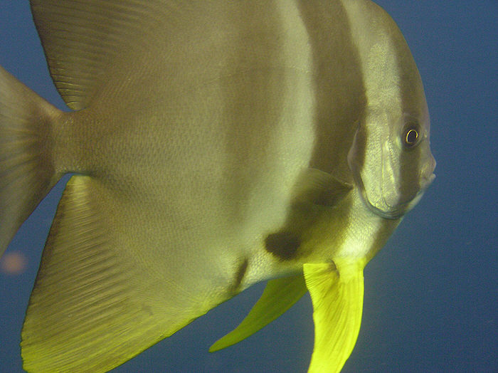 The Batfish comes closer and closer. (79k)