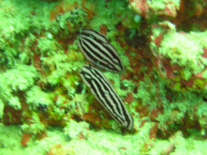 Two Rose Phyllidiella Nudibranches, Phyllidiela Rosans, eye each other up at Angaga Tilla.  (97k)