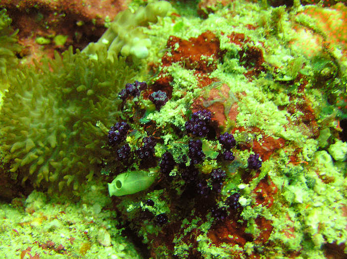 Pretty corals and sponges..... (99k)
