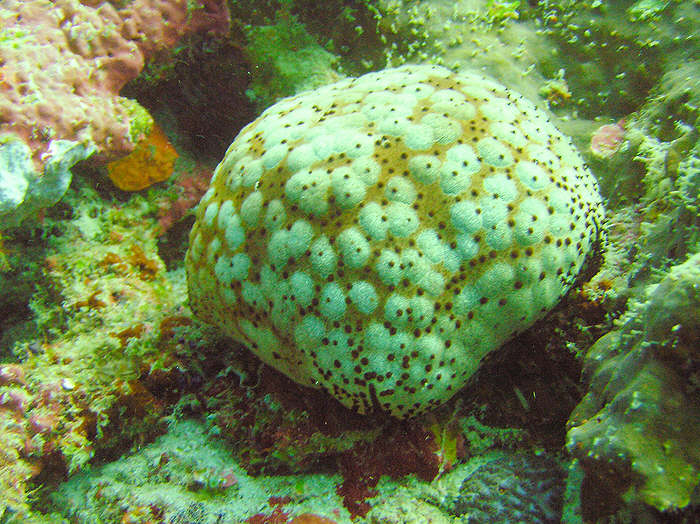 These Schmedelian pincushion sea stars, Culcita schmedeliana, were moderately common. (105k)