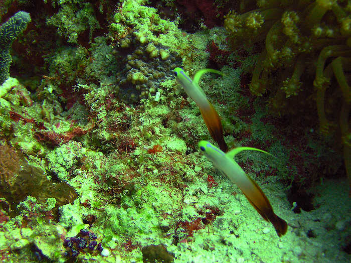 A pair of Fire gobies or Fire dartfish, Nemateleotris magnifica, won't stay still in the murky natural light conditions. Next time I'll use flash. (98k)