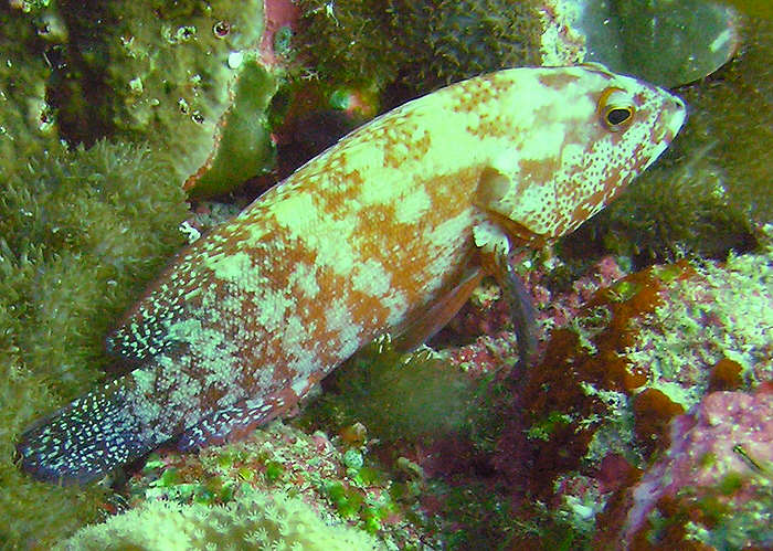 Grouper of some sort at Angaga Tilla. (97k)