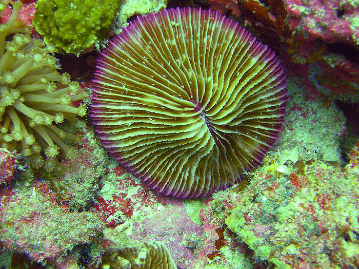 A riot of colour - Common mushroom coral, Fungia fungites, in amongst corals and sponges. (102k)